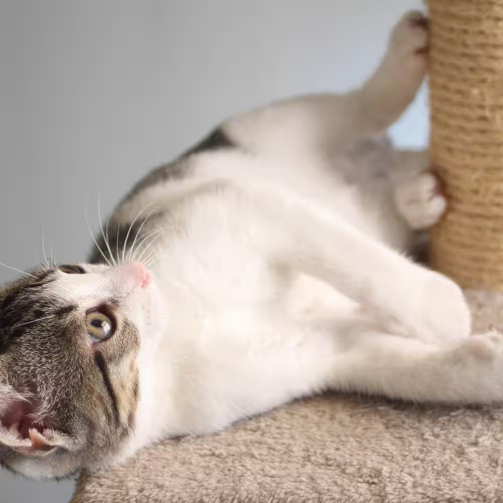 Tan and Cream 3 Pole Cat Scratching Post with Perch